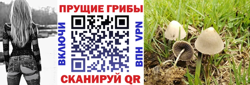 Галлюциногенные грибы Psilocybine cubensis  Североморск 